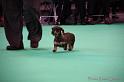 Crufts2011_2 1076